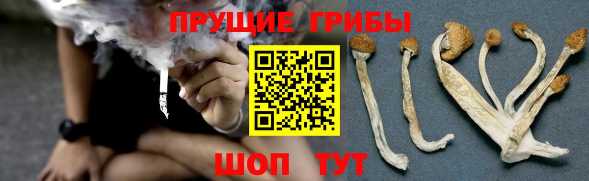 Мурино  Псилоцибиновые грибы GOLDEN TEACHER  Вход с VPN 